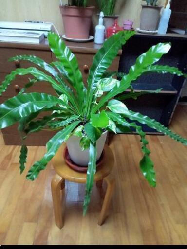 オオタニワタリの寄せ植え