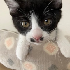 白黒ハチワレ里親様決まりました