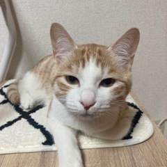 生後6ヶ月の男の子
