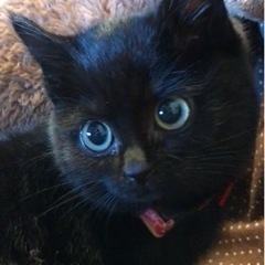 猫　ゲージ　トイレ　一式　不要な方お願いします。