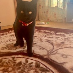 可愛い黒子猫　女の子の里親さん募集