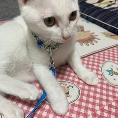 4ヶ月白黒メス