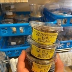 3頭　インターメディアツヤクワガタ　幼虫
