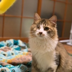 捨て猫長毛片目キジ猫