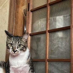 受付終了 - 里親募集