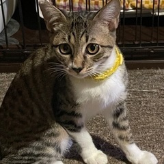 受付終了 - 猫