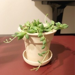 観葉植物　グリーンネックレス　ナチュラルカラーの2号の鉢と受け皿付き