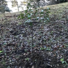 椿の苗木３株・１株千円の画像