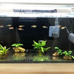 取引決定しました。熱帯魚　引き取って下さる方！