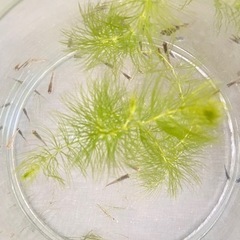 メダカお譲りします　20〜30匹の画像