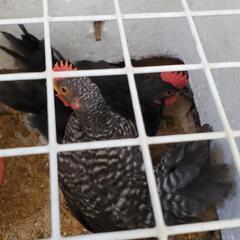 碁石チャボ♂️二羽