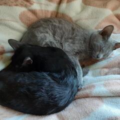 推定7ヶ月の兄妹猫ちゃん二匹の里親募集です🍀