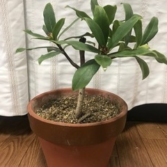 沈丁花  一鉢の画像