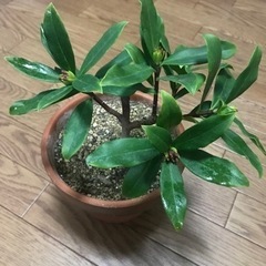 沈丁花  一鉢