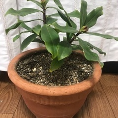 沈丁花　一鉢