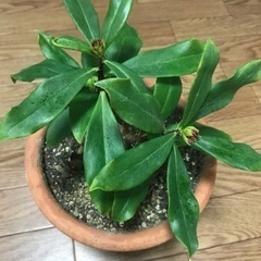 沈丁花　一鉢の画像