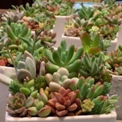 多肉植物寄せ植え注文はじめました