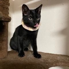 抱っこ大好き、猫じゃらし大好き、猫同士もOKライカ君!!