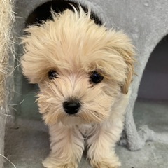 　mix犬男の子里親募集中