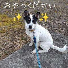 ありがとうございます！里親様決まりました！まだ少しビビリやけど…...