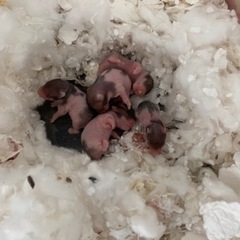 ゴールデンハムスター里親募集