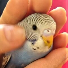 生まれたセキセイインコ雛の里親を募集します。