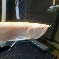 アルビノプラチナシルバー　アロワナ　±40cm　引き取り限定　#...