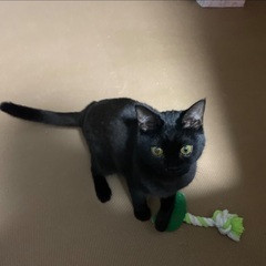 里親募集します