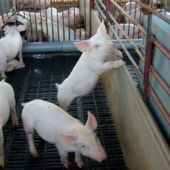 養豚場作業員【鹿屋市下堀町】月給21万円以上・昇給・賞与・豚肉プレゼントの画像