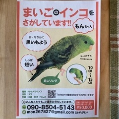 店主さまへ。迷子のインコチラシを店舗に掲載→チラシ無料でデザインします！の画像