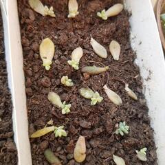 多肉植物 100円から