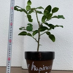 こぶみかん　バイマックルーの苗木　大きめです🪴