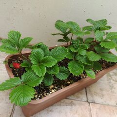 植物【ワイルドストロベリー】