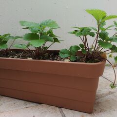 植物【ワイルドストロベリー】の画像