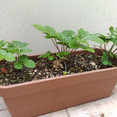 植物【ワイルドストロベリー】の画像