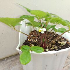 植物【ワイルドストロベリー】の画像