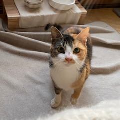 ［お話しが進んでいます］12/22保護 ⭐︎綺麗な三毛猫⭐︎
