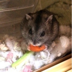 🐹全国の皆様に生かされています🙇‍♀️レスキューしたハムスターたちを　一緒に救ってください − 宮城県