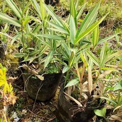 繁忙期出荷作業スタッフ募集‼️　週２～３回の画像