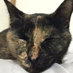 猫友が欲しいです。