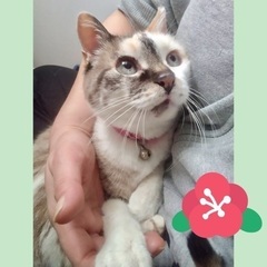 丸顔めいちゃん♀推定10歳ツンデレさん - 猫