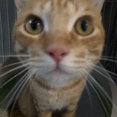 🐈甘えん坊のハンサムボーイ🐈