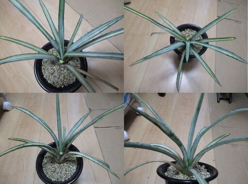 処分品 超お買い得 アガベセット 5苗セット agave