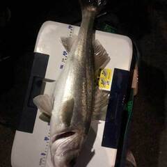 💛魚さばける人募集