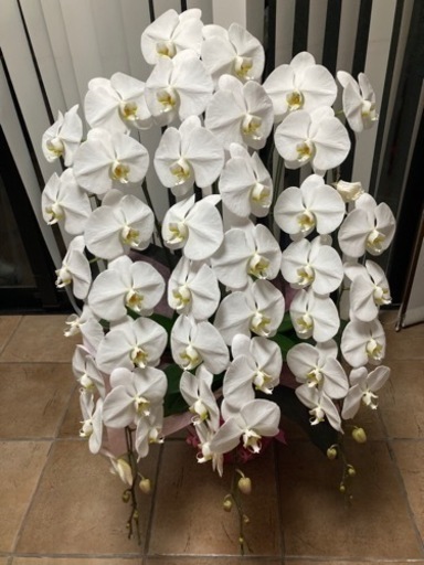 激安！！　胡蝶蘭3つセット　引き取りに来てくれる方限定