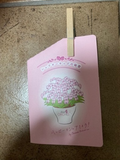 激安！！　胡蝶蘭3つセット　引き取りに来てくれる方限定