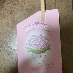 激安！！ 胡蝶蘭3つセット 引き取りに来てくれる方限定