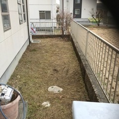 庭の草刈り　草抜き、剪定、伐採いたします　地域密着低価格 - 三田市