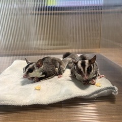 フクロモモンガ　メス　2才　二匹