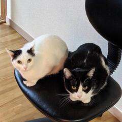人になれてるカワイイ子達です😻